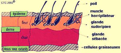 schema cuir daim